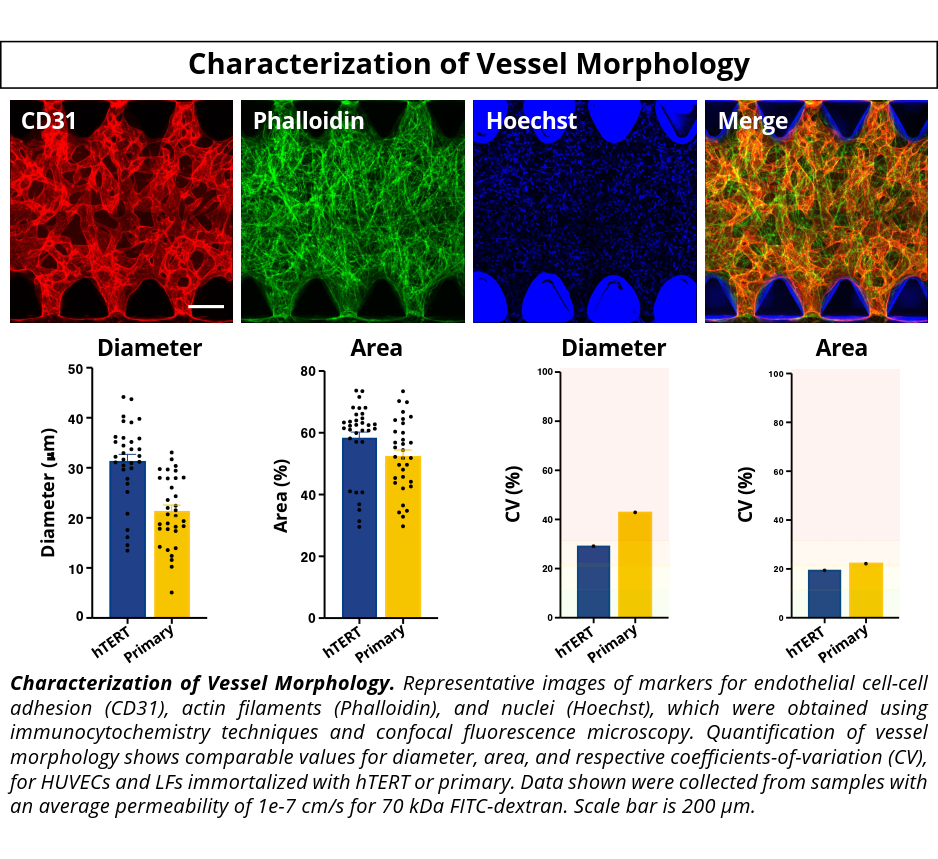 VasQ Kit idenTx_Characterization of Vessel Morphlogy VasQ Kit Product Validation Figure 1