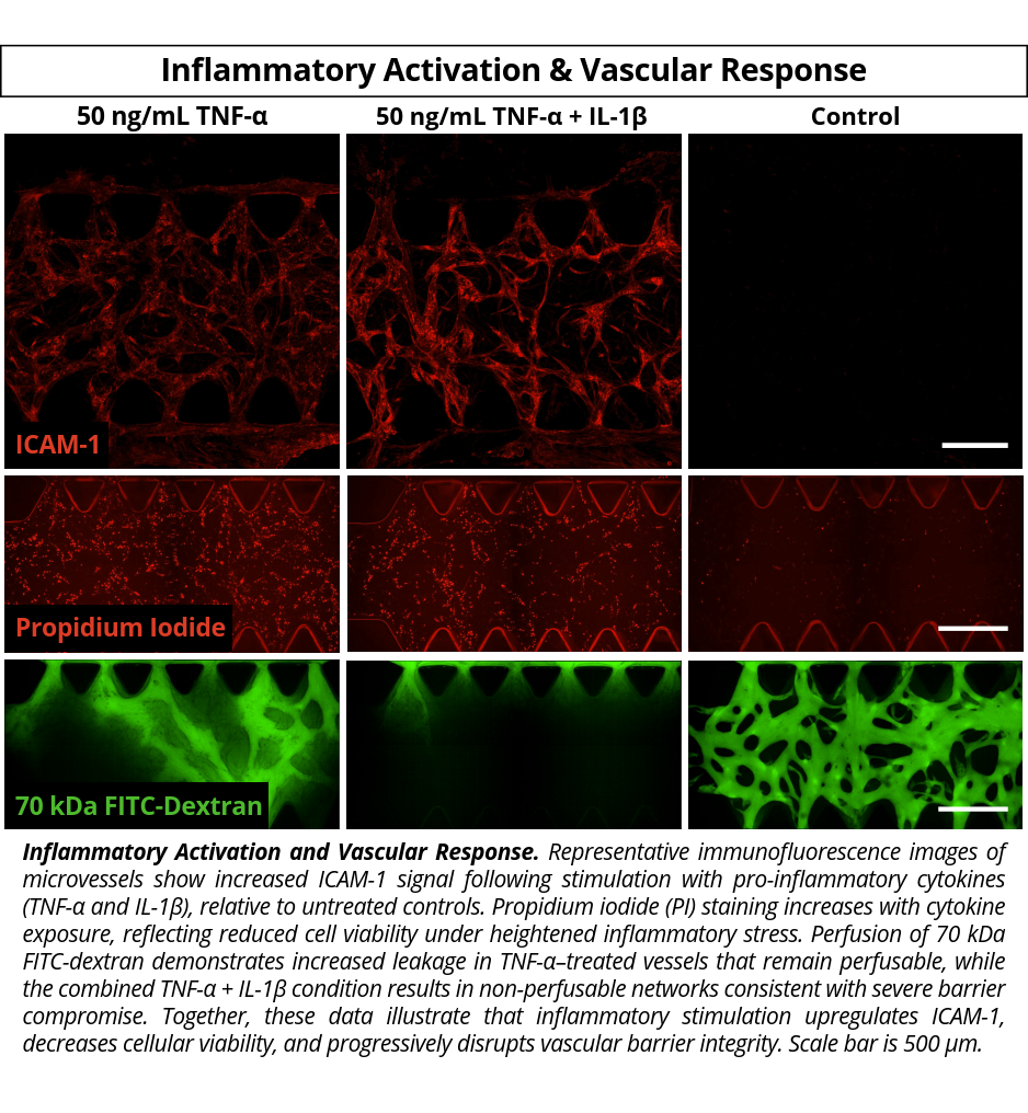 VasQ Kit idenTx_Inflammatory Activation VasQ Kit Product Validation Figure 2