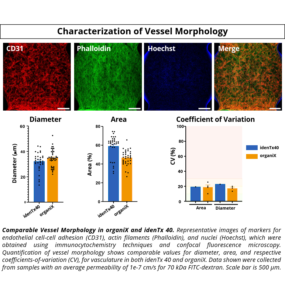 VasQ Kit organiX_ Characterization of Vessel Morphology_Reduced VasQ Kit organiX Product Validation