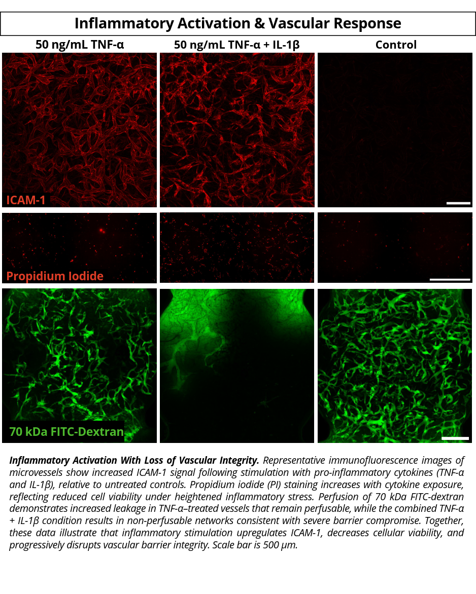 VasQ Kit organiX_ Inflammatory Activation and Vascular Response_reduced VasQ Kit organiX Product Validation