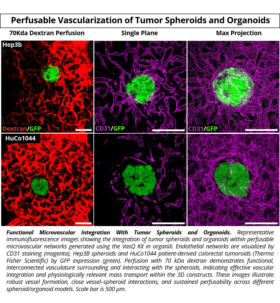 VasQ Kit organiX_Vascularised Spheroids_reduced VasQ Kit organiX Product Validation